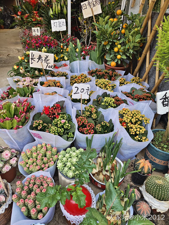 花鸟市场_植物