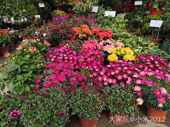 花鸟市场_植物