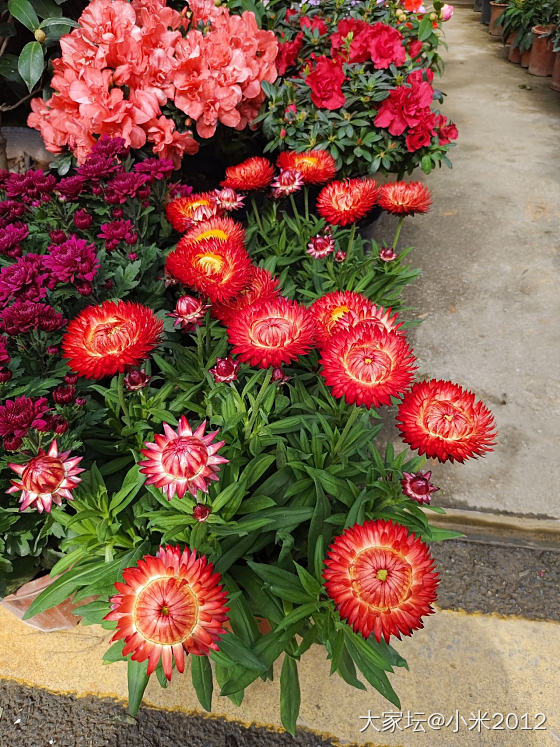 花鸟市场_植物