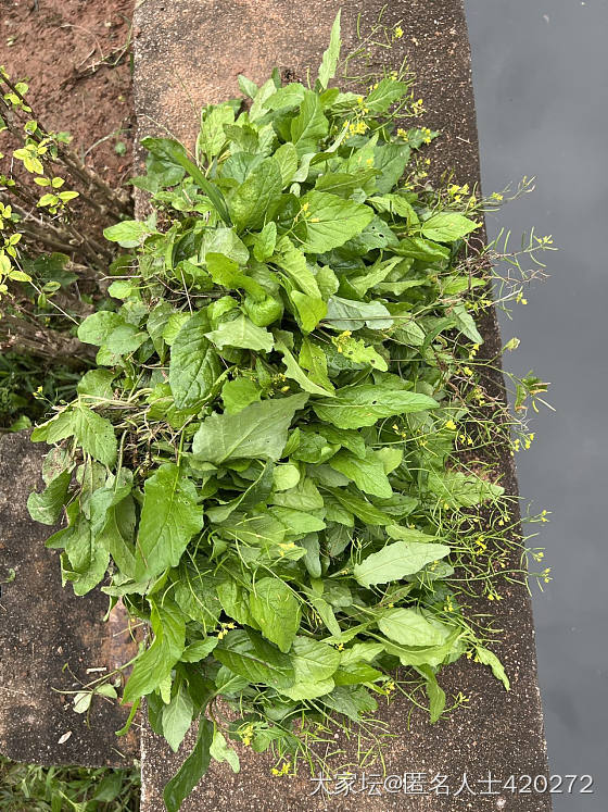 这是荠菜？_食材