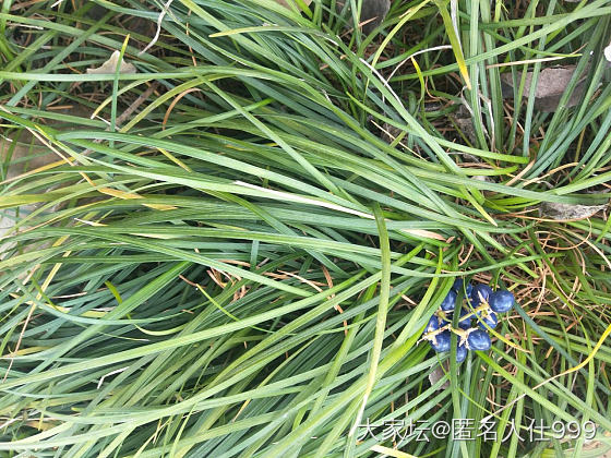 花草:麦冬_植物花