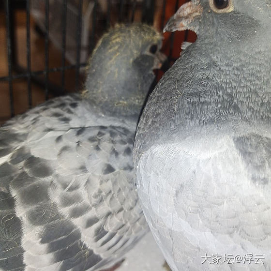 这个什么鸟_鸟