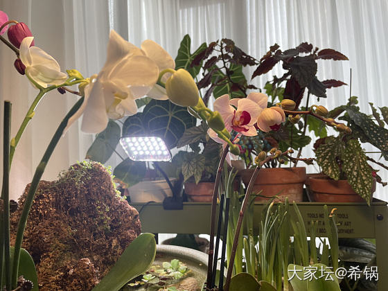 植物🌳多了几株蝴蝶兰_植物