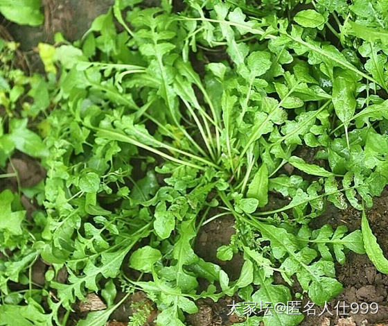 花草:荠菜_花植物