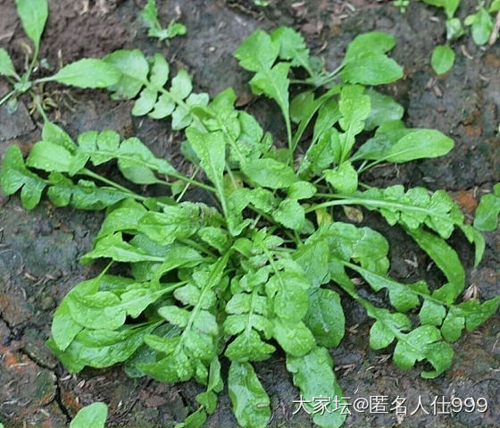 花草:荠菜_花植物