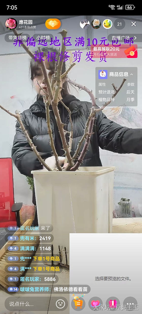 有月季花友吗？_植物