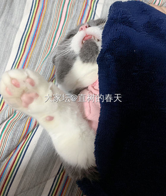 多年前的手艺不能丢_闲聊宠物猫