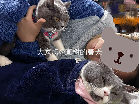 多年前的手艺不能丢_闲聊宠物猫