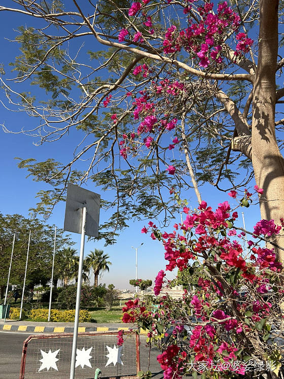 埃及🇪🇬最爱的神庙_旅游