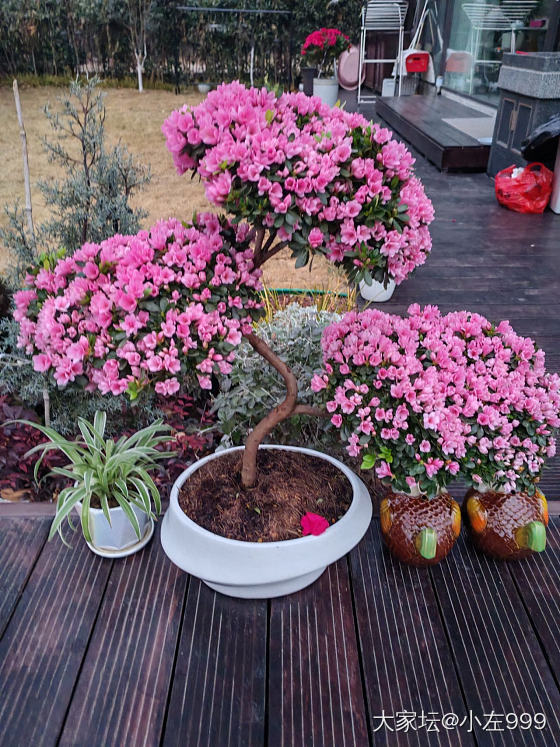 年宵花_花
