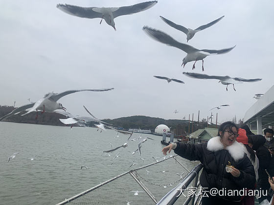 带娃到鼋头渚喂红嘴鸥，吹吹太湖的风_旅游