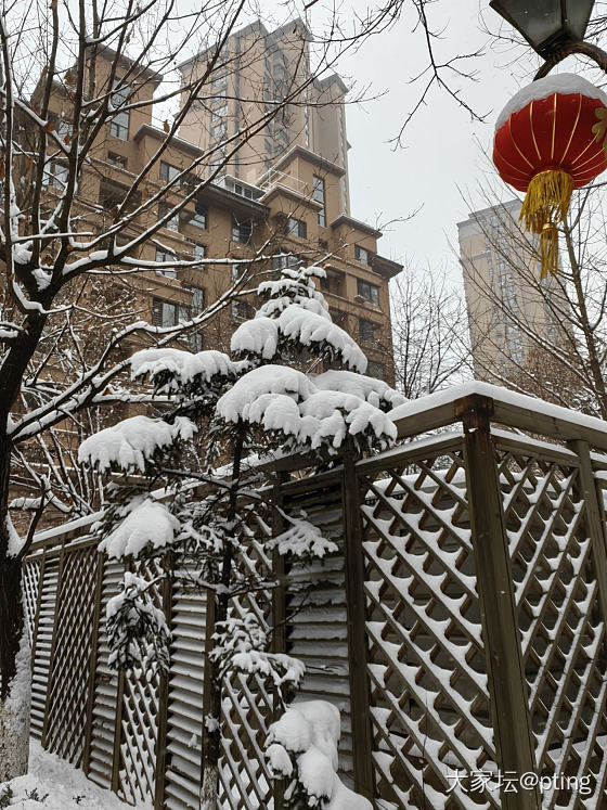 下雪了_生活闲聊