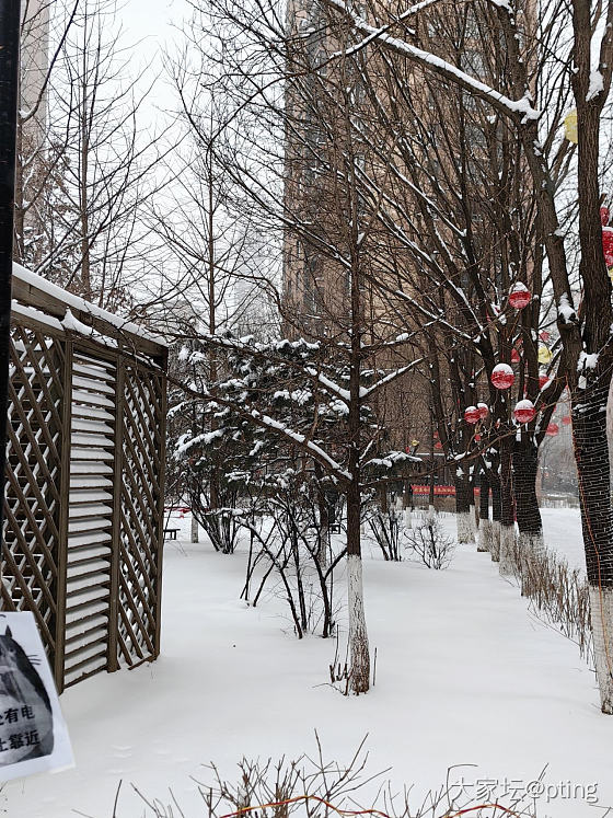 下雪了_生活闲聊