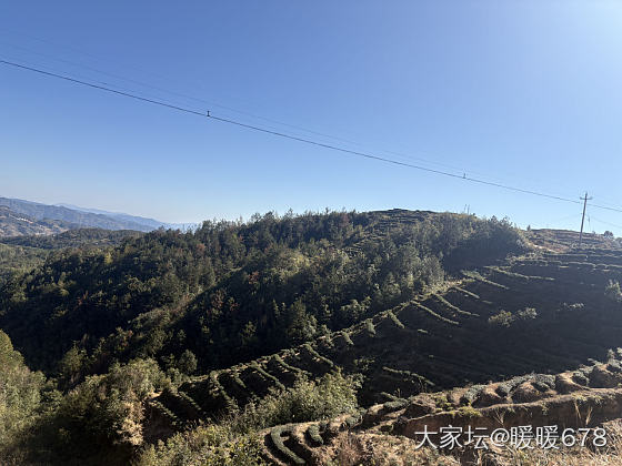 山顶茶园_景色