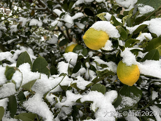 你们那里下雪了吗？_闲聊