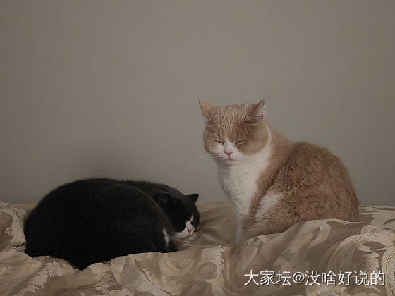 过年洗猫吗🐱_猫