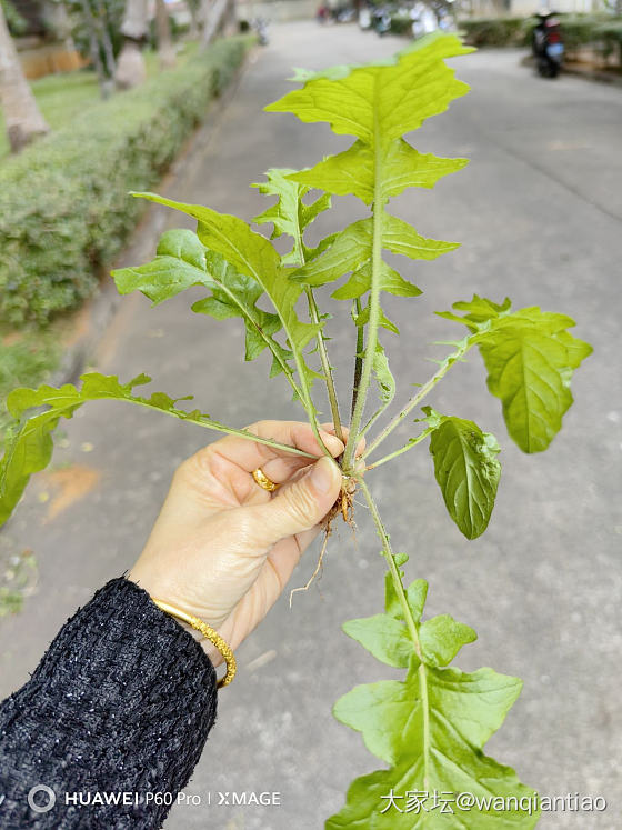 这个是荠菜吧_食材