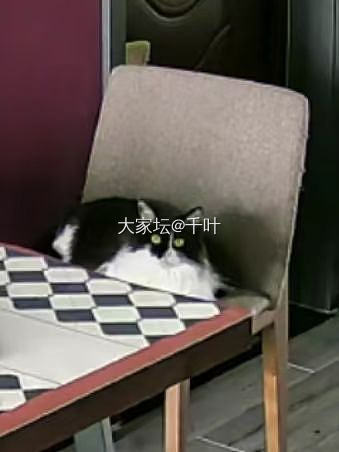 留守小猫们的一天_猫