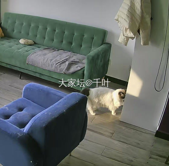 留守小猫们的一天_猫