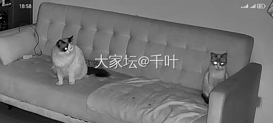 留守小猫们的一天_猫
