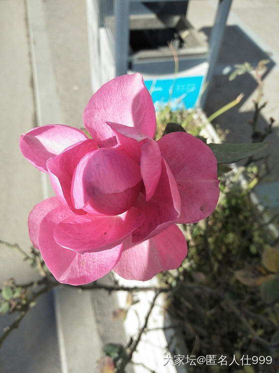 花草:玫瑰，月季，蔷薇。_花植物