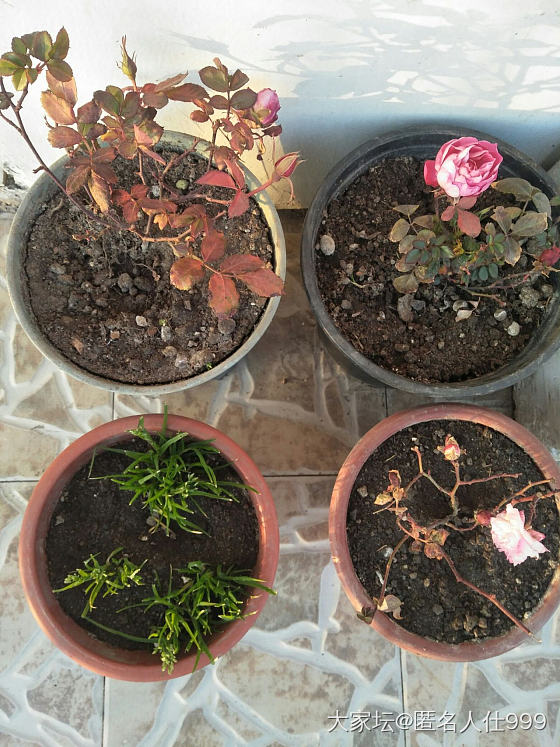 花草:玫瑰，月季，蔷薇。_花植物