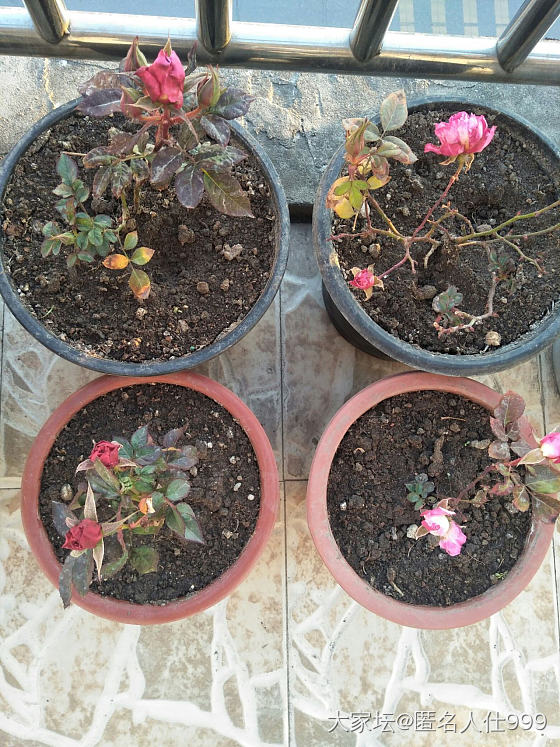 花草:玫瑰，月季，蔷薇。_花植物