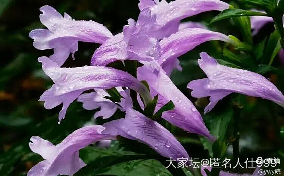 花草:板蓝根_花植物