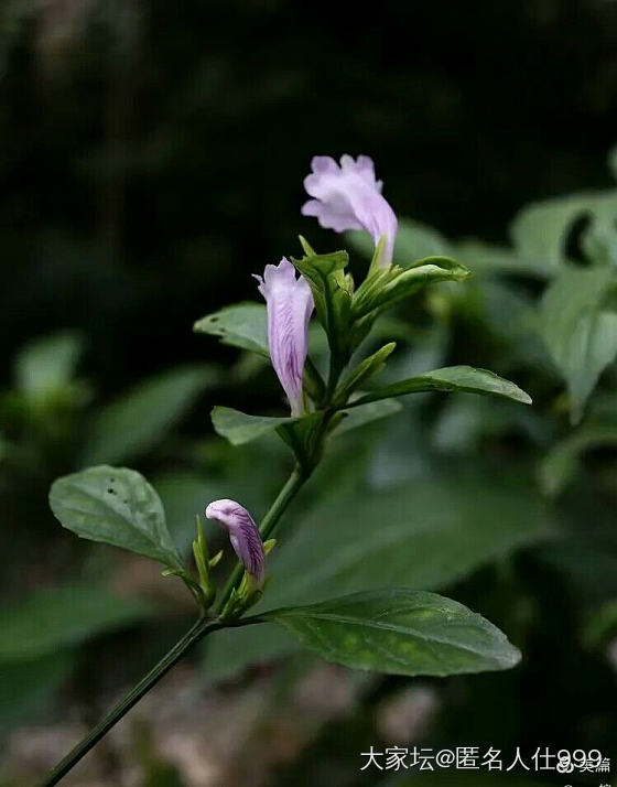 花草:板蓝根_花植物