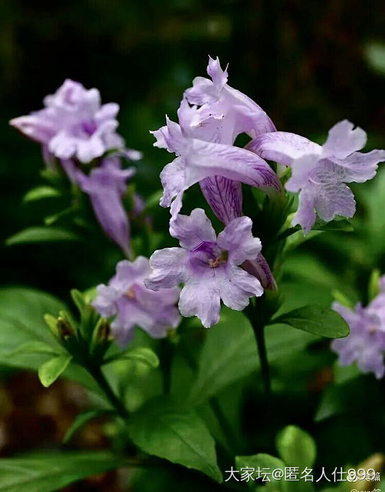 花草:板蓝根_花植物