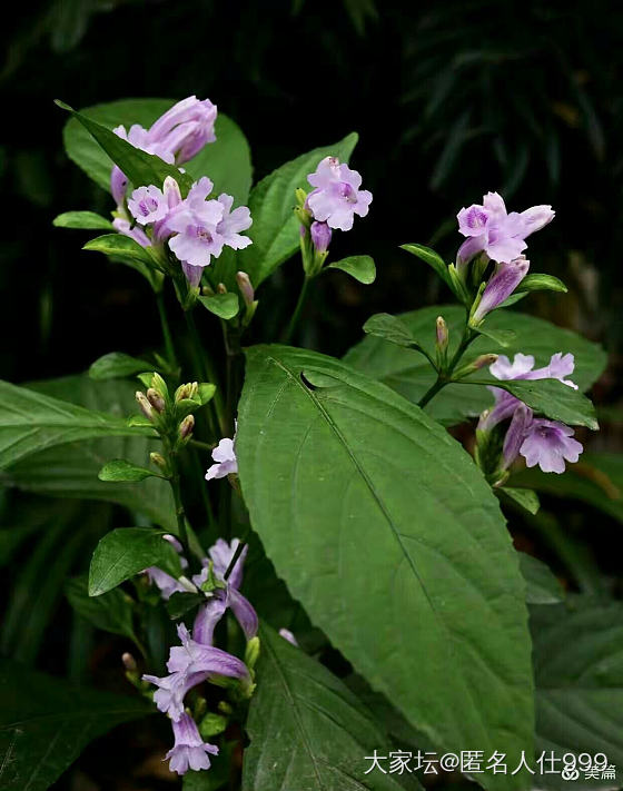 花草:板蓝根_花植物