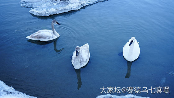 抬头接好运，金星伴月，-14度的安大略湖_景色