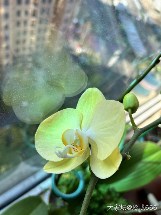 新年花花_花