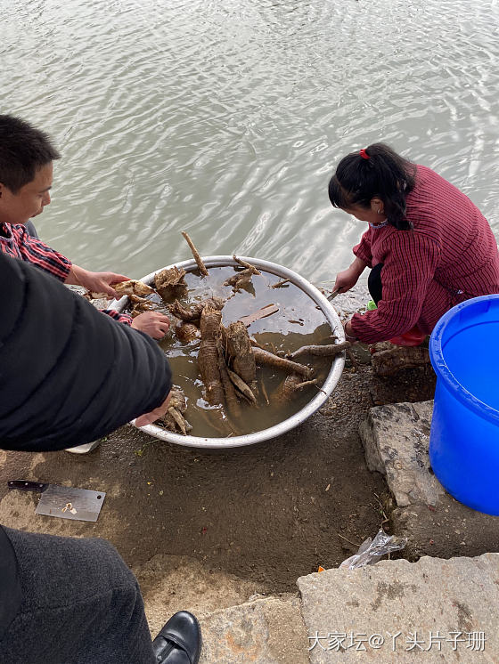 看人家去挖了这么多葛根回来，在池塘里洗，_美食