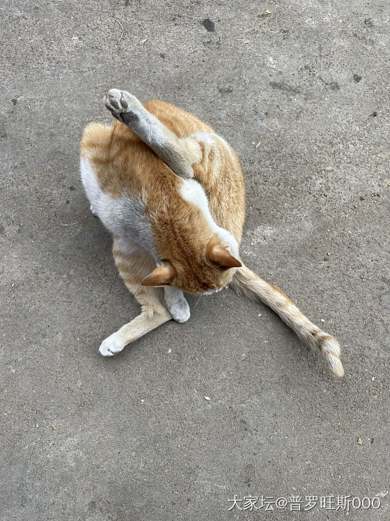猫_猫