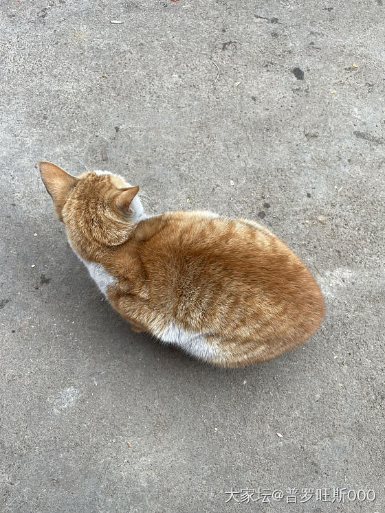 猫_猫