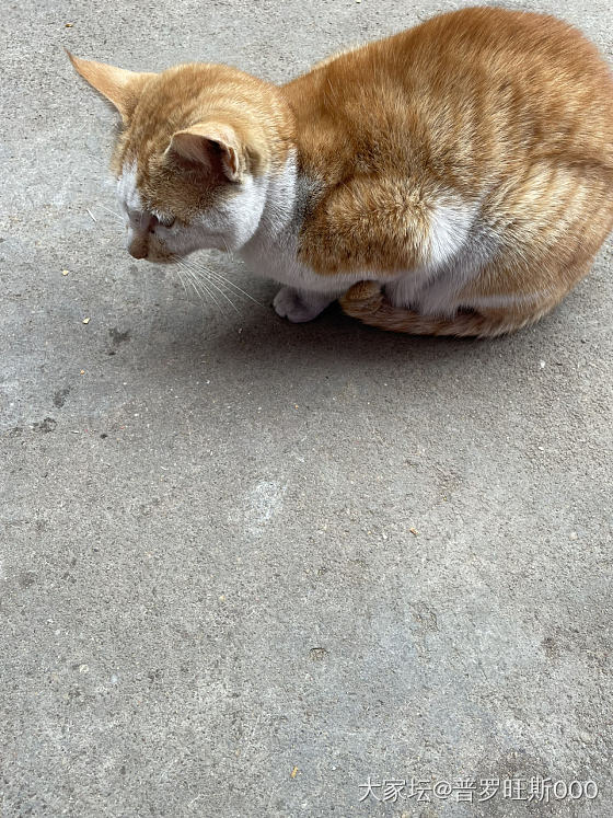 猫_猫