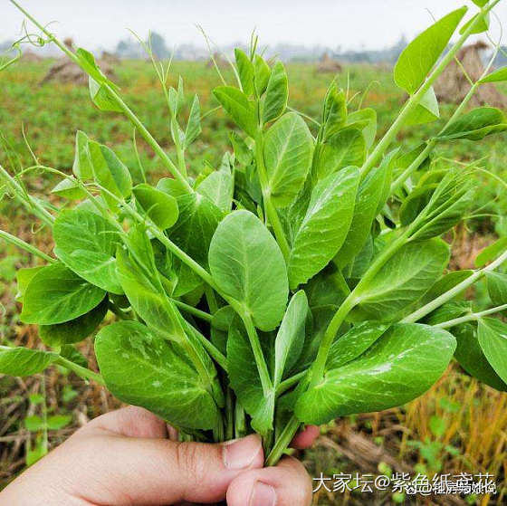 豌豆尖是不是最好吃的蔬菜啊？_食材