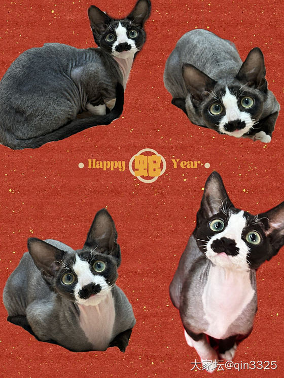 一只爱唠嗑的小猫！它从小就是个话痨！_猫