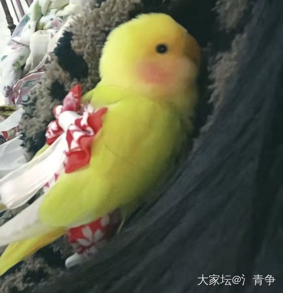 姨姨们看我如果硬控你们，人类，被我迷倒了吧……哈哈_鸟