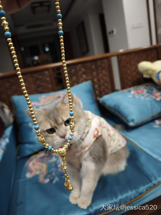 麻麻让我穿金戴银_猫