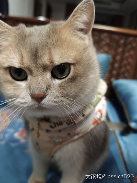 麻麻让我穿金戴银_猫