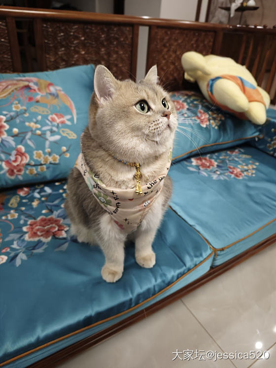 麻麻让我穿金戴银_猫