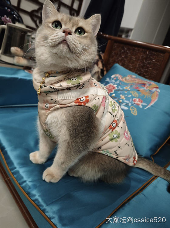 麻麻让我穿金戴银_猫