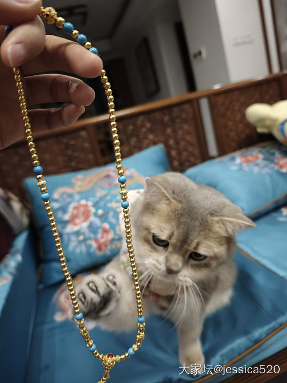 麻麻让我穿金戴银_猫