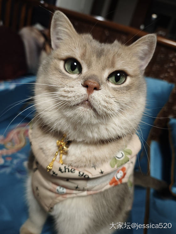 麻麻让我穿金戴银_猫