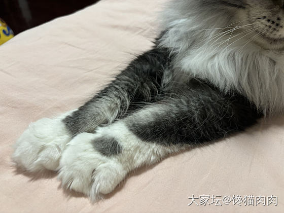 胸毛暴击_猫