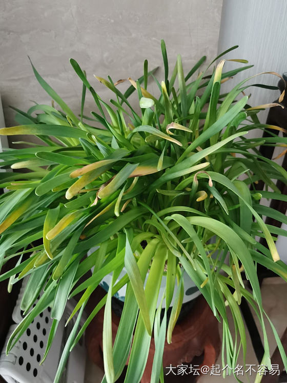 像极了韭菜_植物
