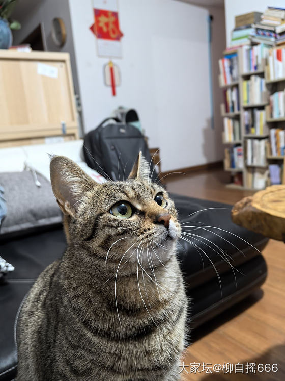 元宵节，除了吃汤圆，还能干些啥？_猫