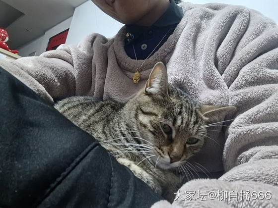 元宵节，除了吃汤圆，还能干些啥？_猫